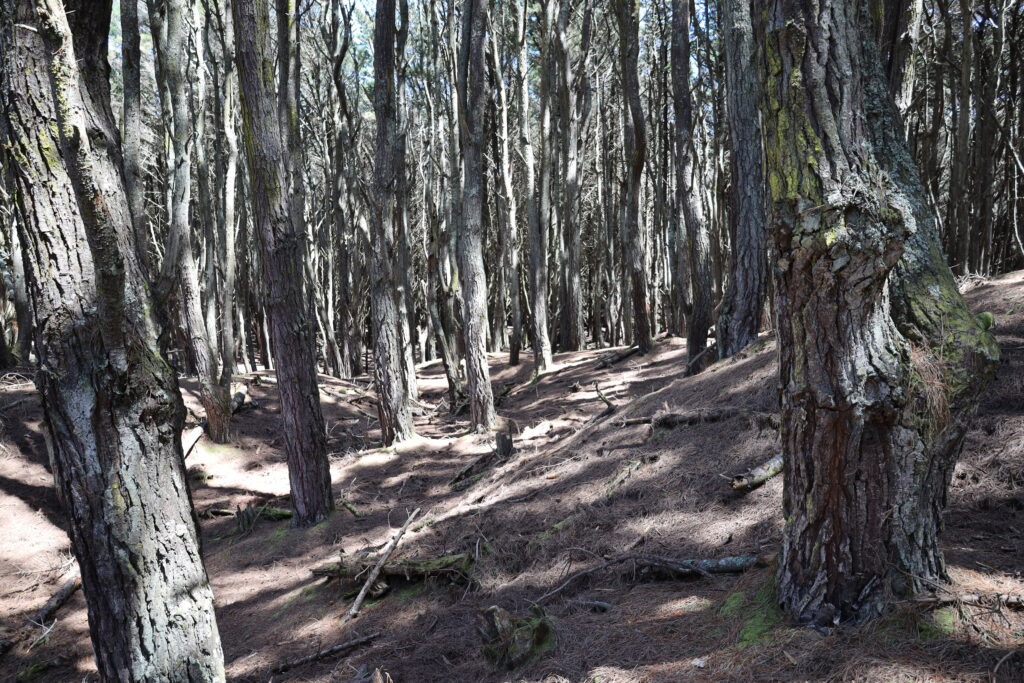 Die besten Herr der Ringe Drehorte auf der Nordinsel 17 Herr der Ringe Drehorte Waitarere Forest