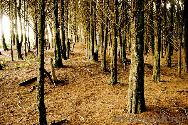 Waitarere Forest LotR-Location (c) popartist/FlickR