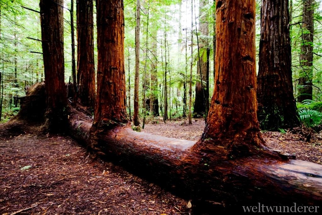 Rotorua Redwood Forest