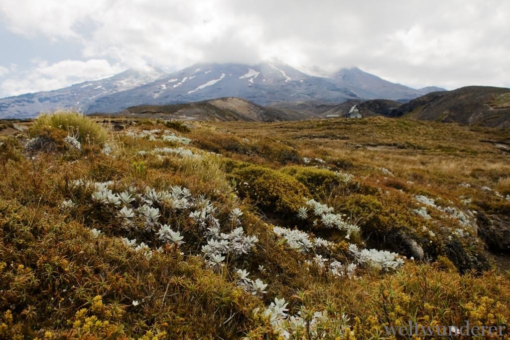 Tongariro National Park mit Kindern Mt Ruapehu