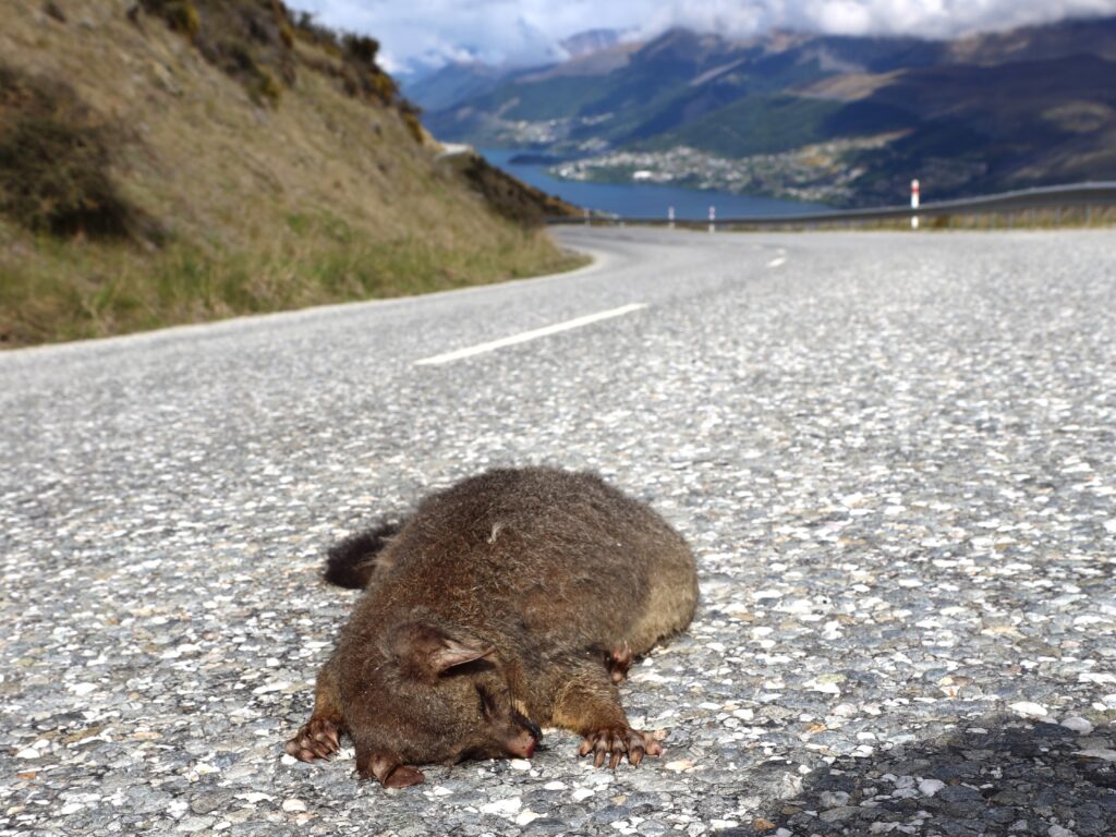 10 Dinge über Neuseeland, die wir nicht mehr hören können 4 Possum Highway