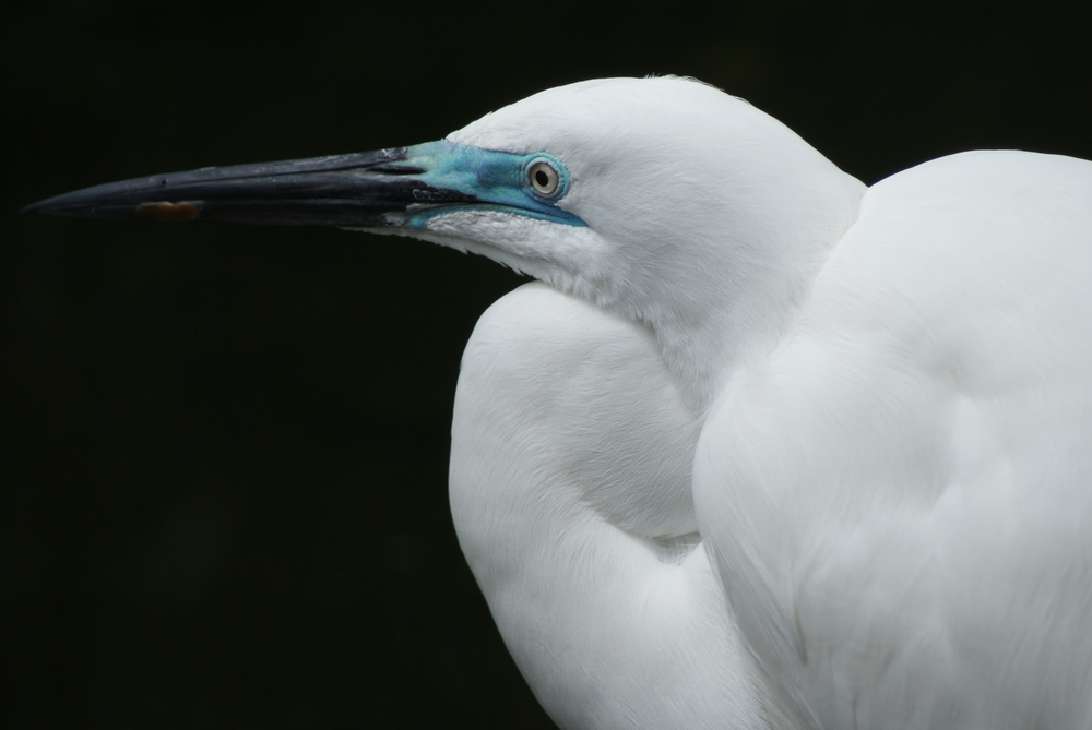 White Heron NZ