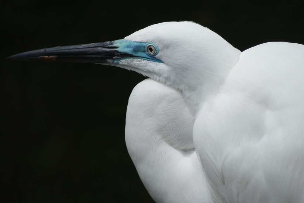 White Heron NZ White Heron NZ