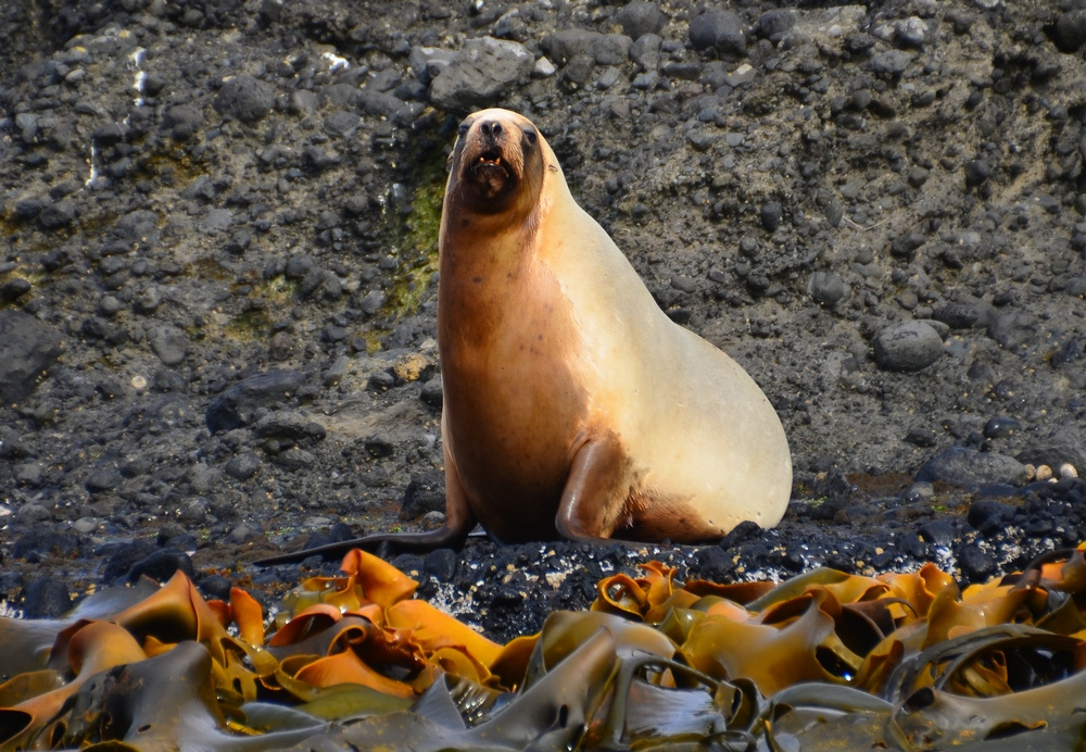 New Zealand Sea Lion New Zealand Sea Lion