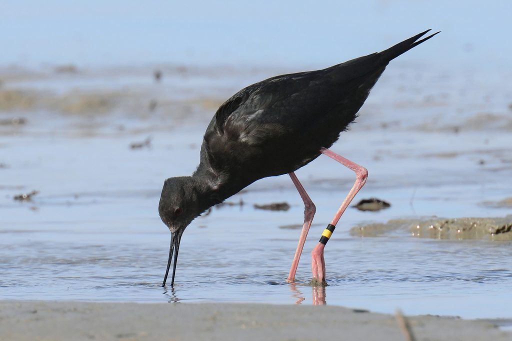 Black Stilt Ben