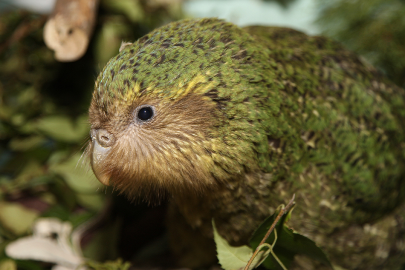 Kakapo Chick Dianne Mason DOC
