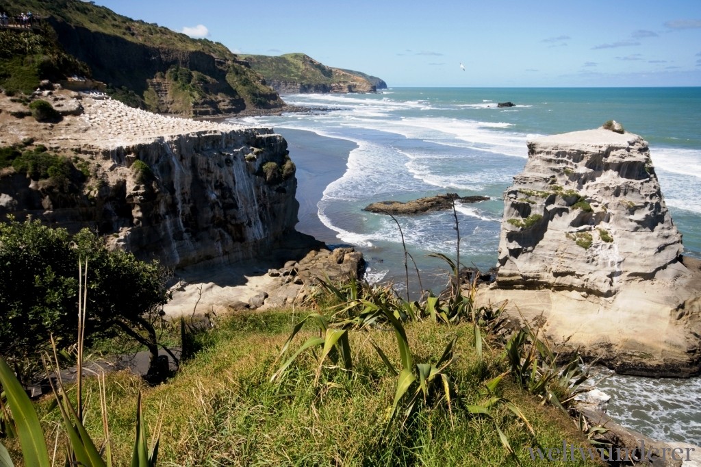 Muriwai Gannet Colony