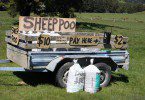 Sheep Poo New Zealand