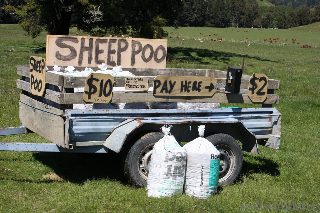 Sheep Poo New Zealand