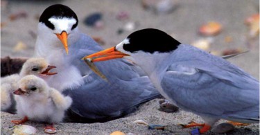 Fairy Tern Chicks by Brian Chudleigh