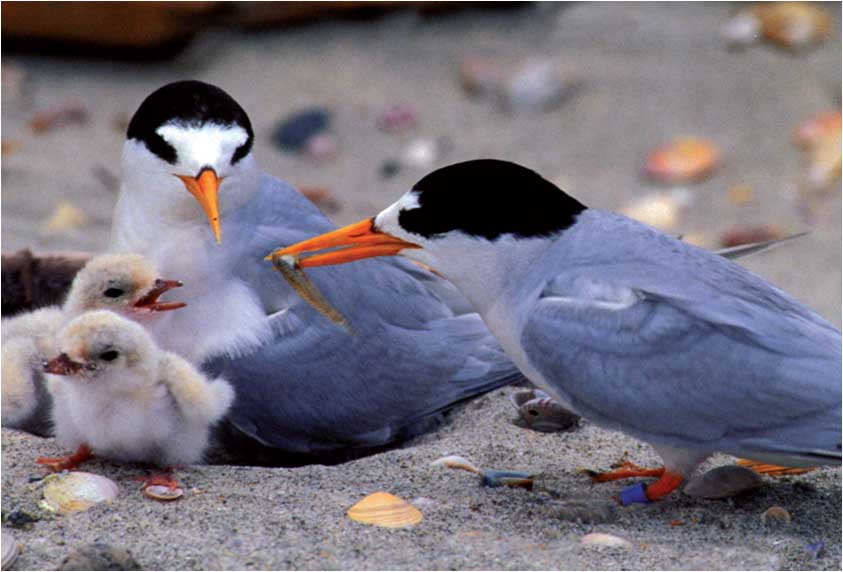 Fairy Tern Chicks by Brian Chudleigh