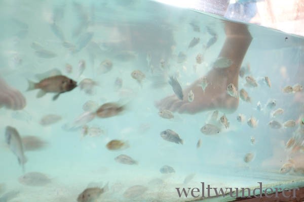 Fish massage in Siem Reap