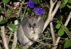 Possum in Neuseeland