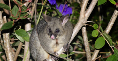 Possum in Neuseeland