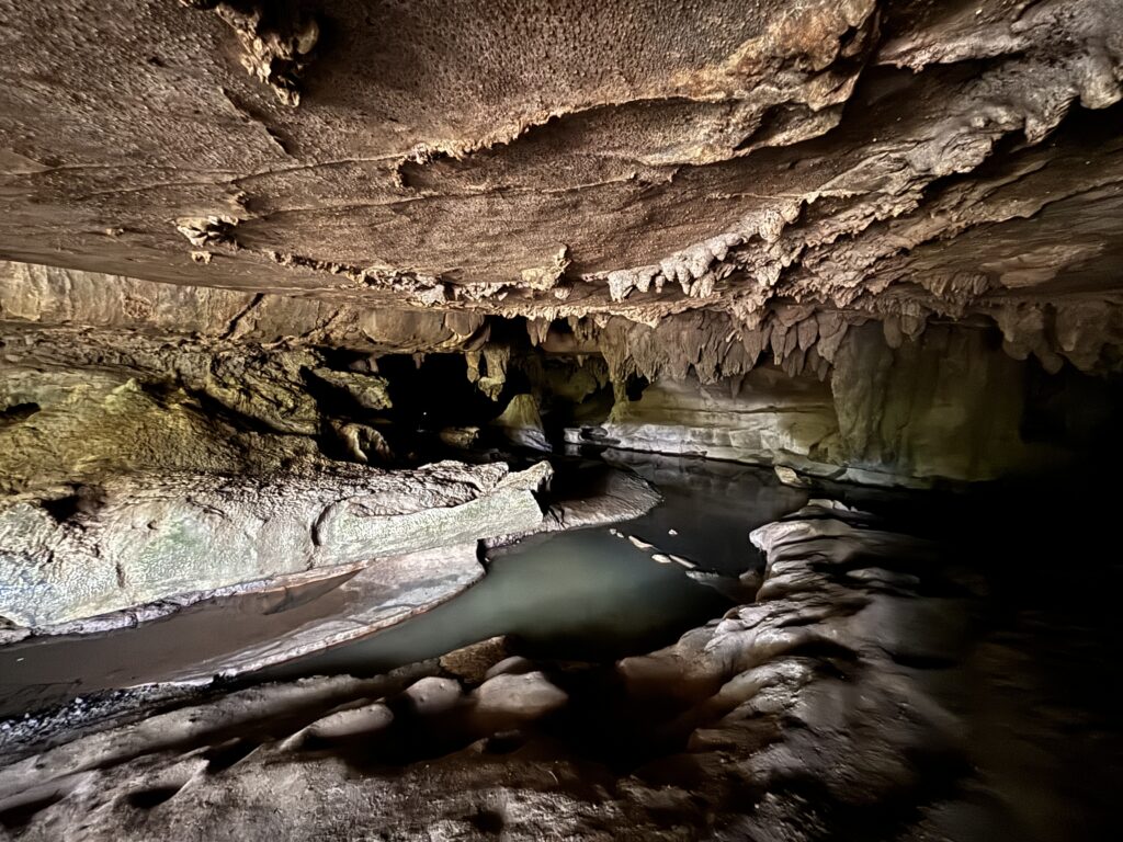 Waipu Glowworm Caves & Milky Way Caves: Familien-Geheimtipp im Northland 12 Waipu Glowworm Caves