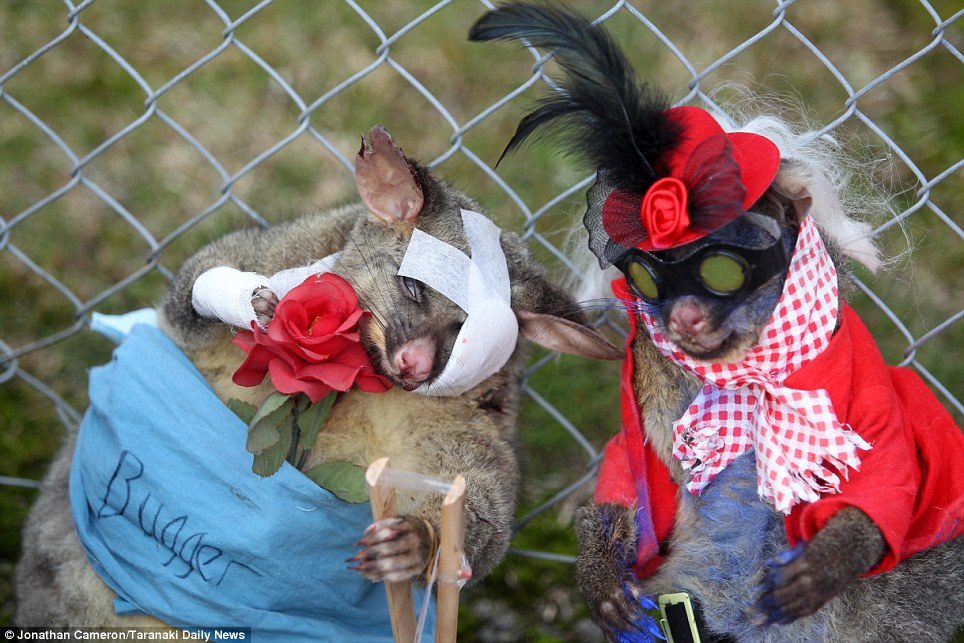 best-dressed-dead-possum (c) Jonathan Cameron/Taranaki Daily News