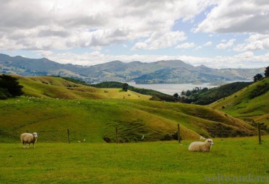 Neuseeland im Frühling Otago Peninsula
