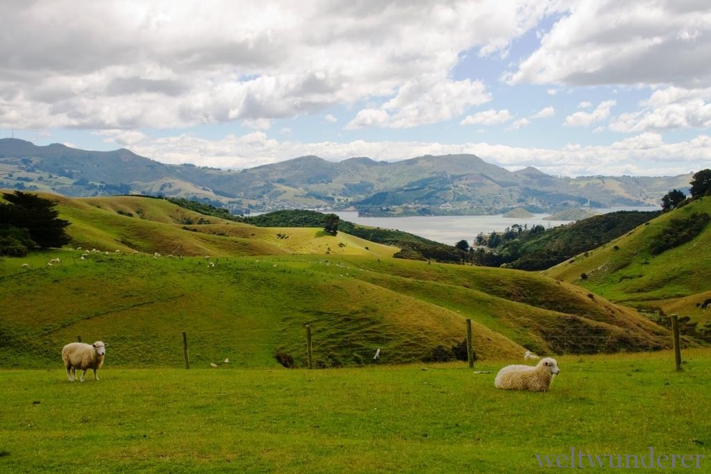 Farmland on Otago Peninsula