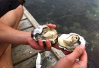 Eine frisch und selbst gefangene Auster - was kann es besseres geben?
