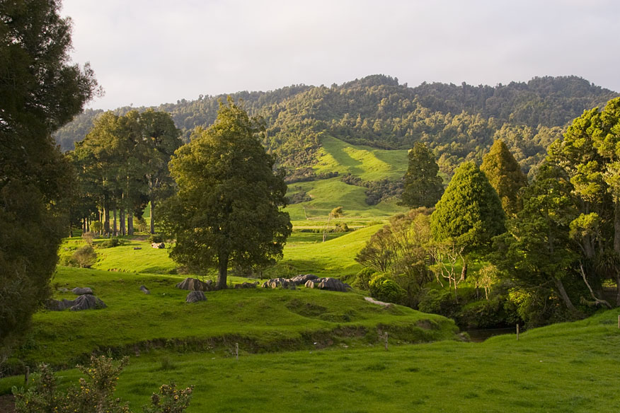 Neue Location für Hobbit-Fans: Auf Bilbos Spuren durch den Trollshaw Forest 3 Das Mangapohue Scenic Reserve nahe Piopio - ein wahres Paradies (c) FlickR/xoque