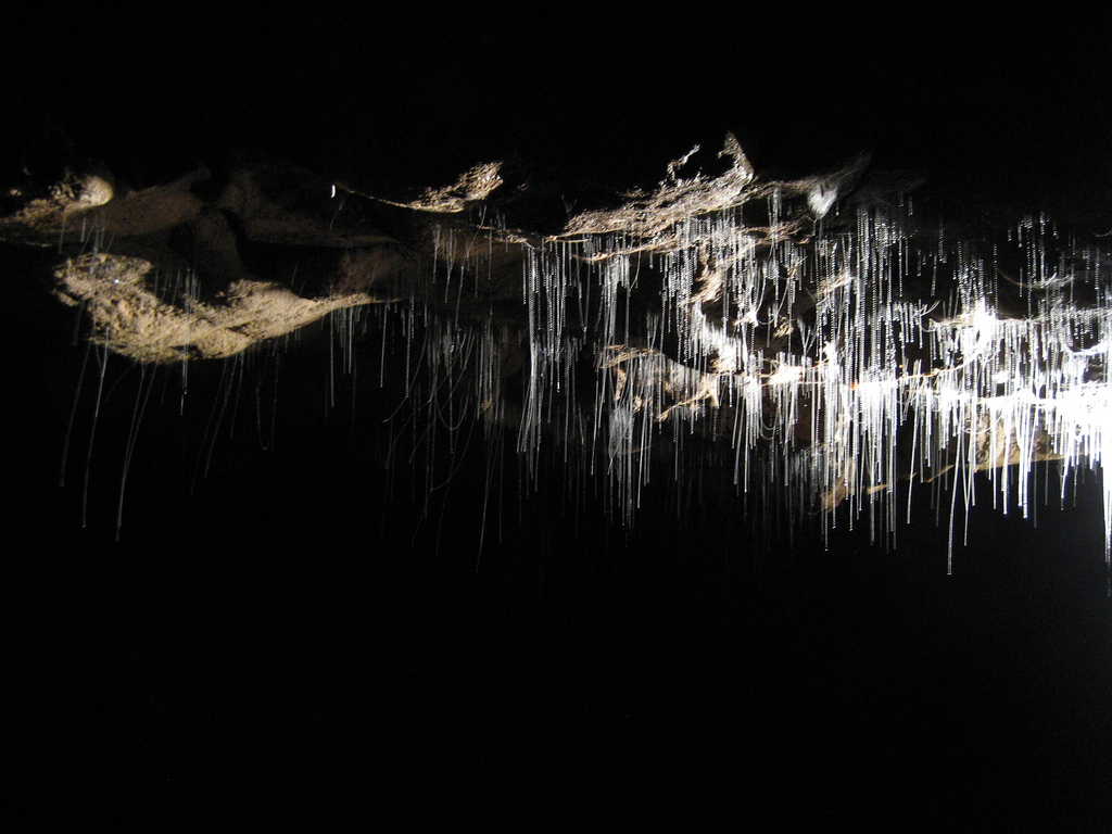 Glow-worms in den Waitomo Caves (c) FlickR/Pranav Bhatt