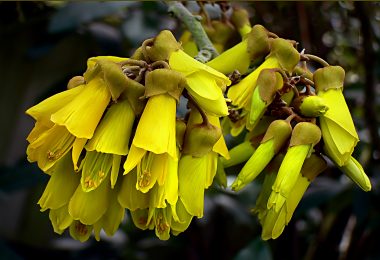 Kowhai Giftpflanzen in Neuseeland