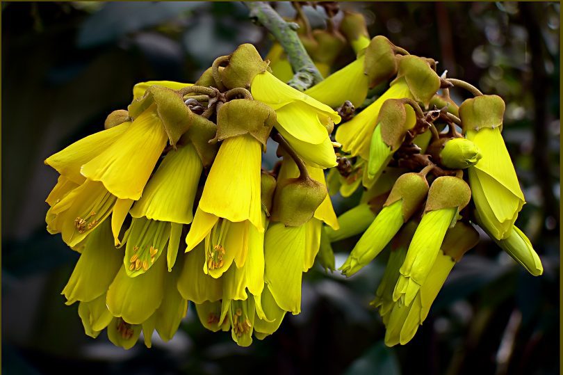 Kowhai Giftpflanzen in Neuseeland