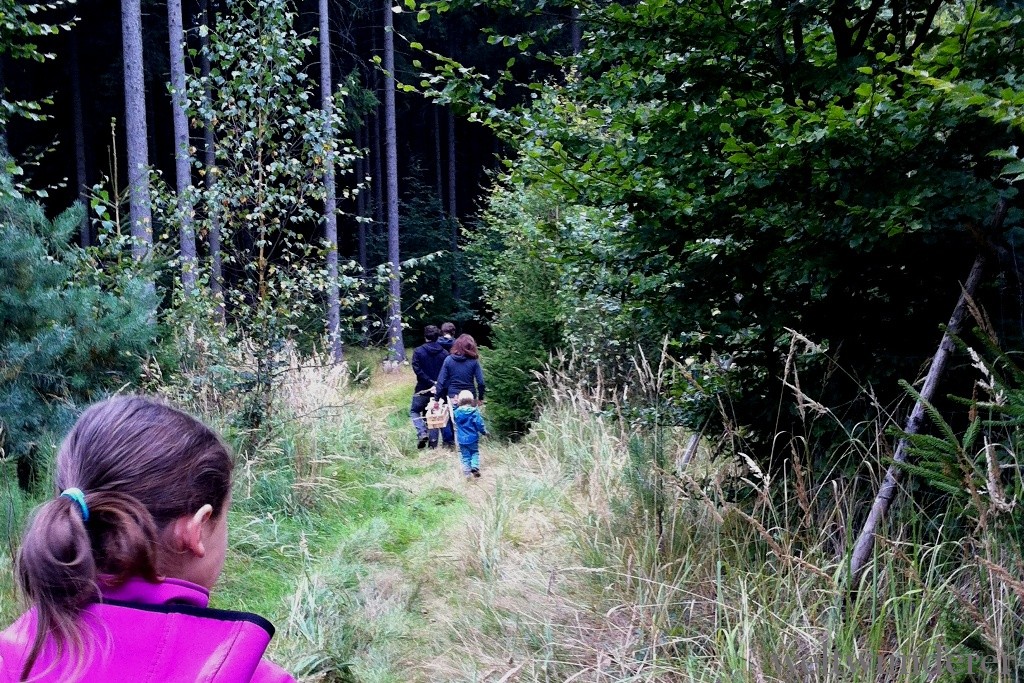 Die Dresdner Heide - unser eigener Urwald