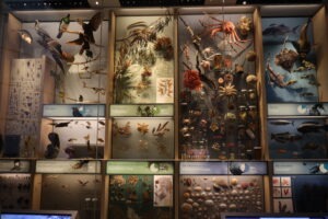 Te Papa Museum Wellington