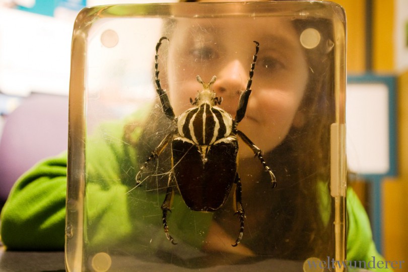 Gefährliches Neuseeland: "Creepie Crawlies", Großvieh und Keime 4