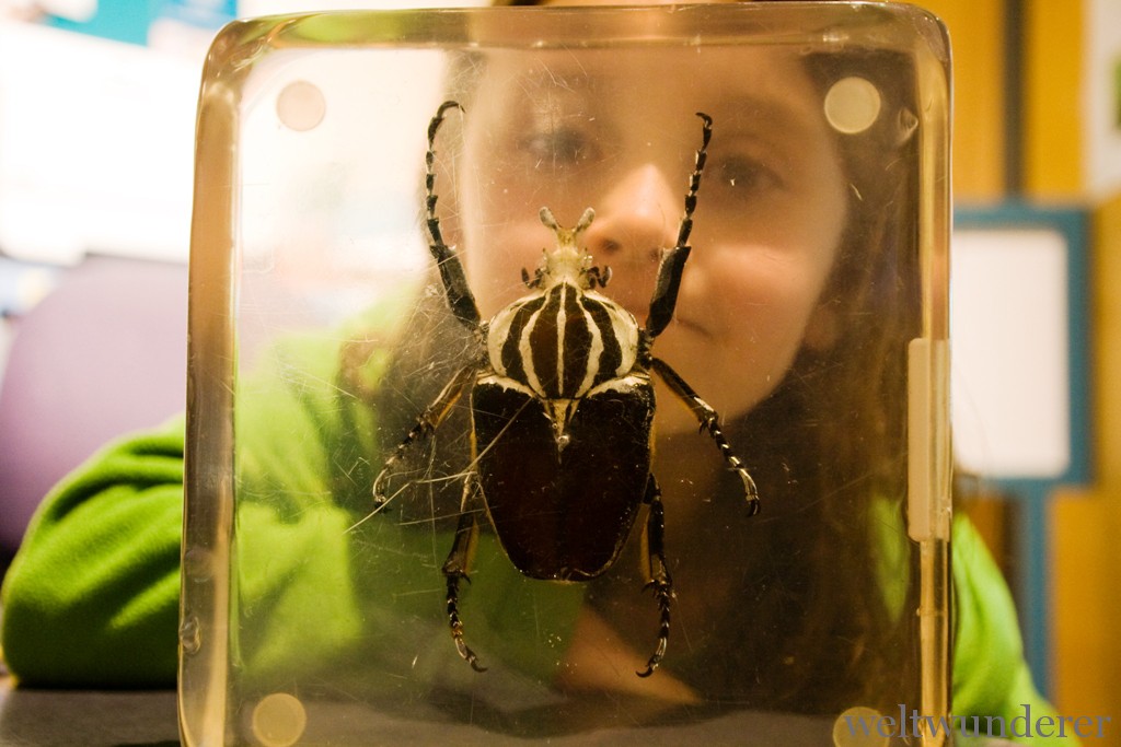 Creepie Crawlies gibt's in NZ zur Genüge