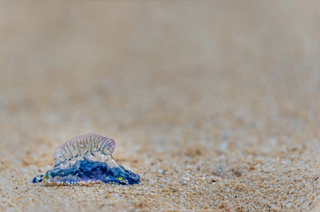 Gefährliche Tiere in Neuseeland: Nehmt euch in Acht vor diesen giftigen Tieren! 16 Giftige Tiere in Neuseeland Portugiesische Galeere