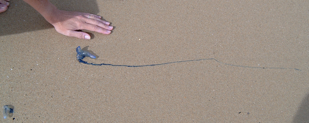 Portugiesische Galeere Bluebottle Jellyfish Pommiebastards