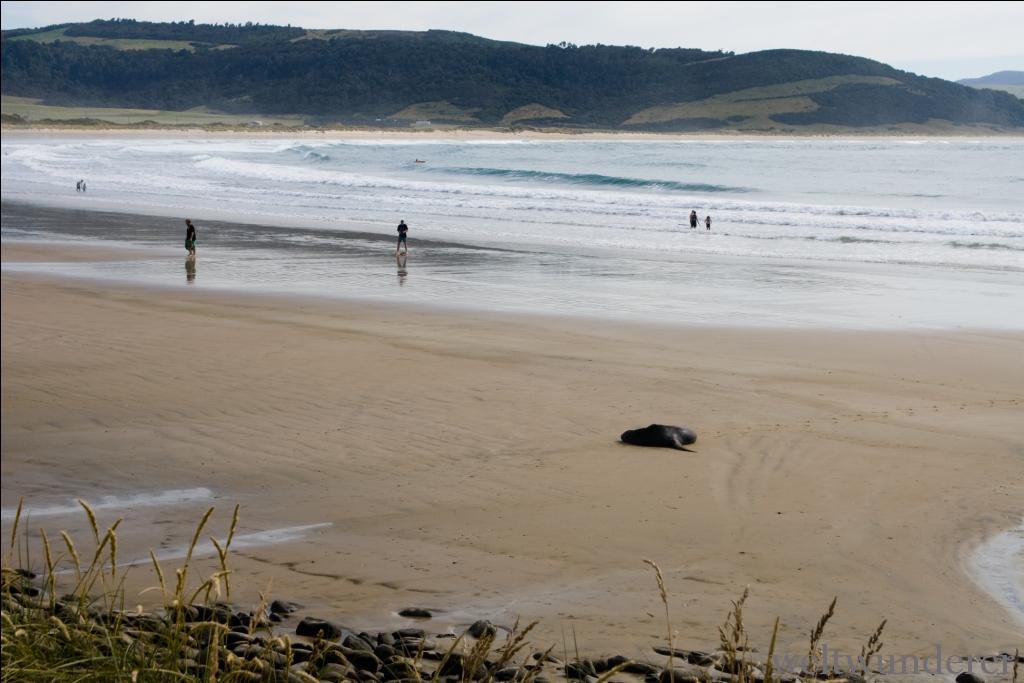 Ein Seelöwe am Strand - da macht man besser einen Umweg