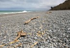 NZ-Reisetagebuch: Schwäne, Moas und ein Krabbenmord bei Dunedin 2