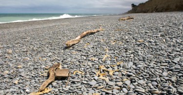 NZ-Reisetagebuch: Wandern auf der Otago Peninsula 3