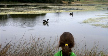 NZ-Reisetagebuch: Schwäne, Moas und ein Krabbenmord bei Dunedin 2