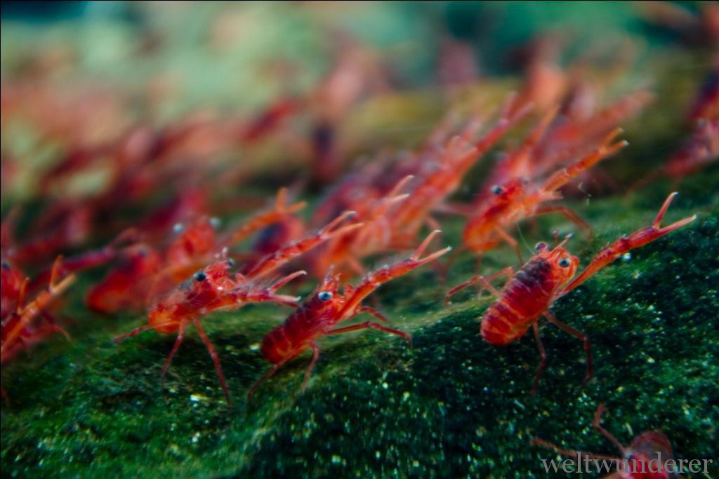 Weltwunderer Portobello Aquarium