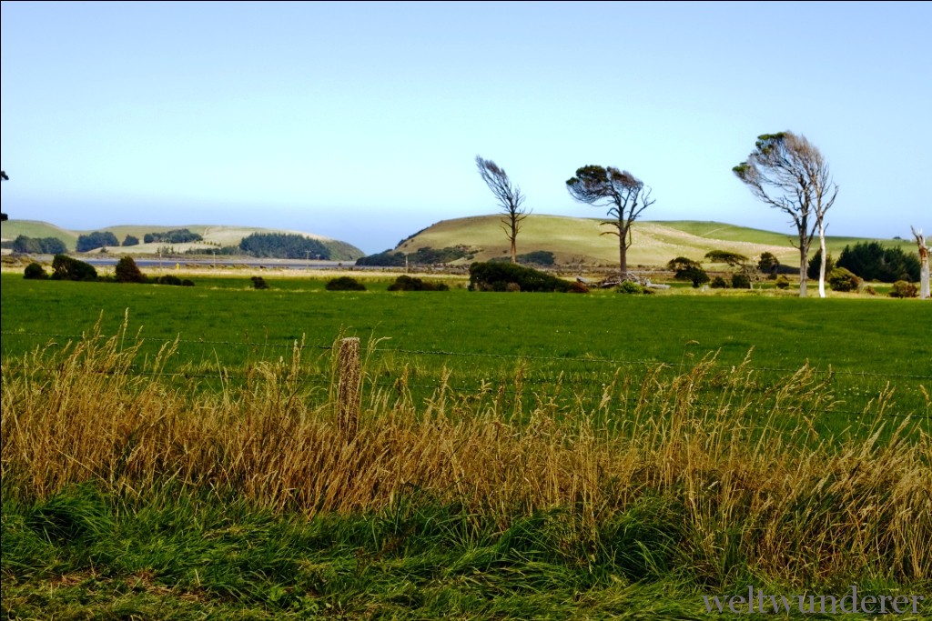 Neuseeland Roadtrip Catlins