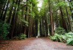 Off the beaten track mit Kindern: der Rotorua Redwoods Forest 4