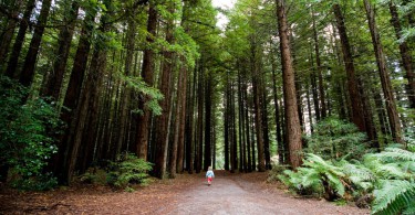 Off the beaten track mit Kindern: der Rotorua Redwoods Forest 5
