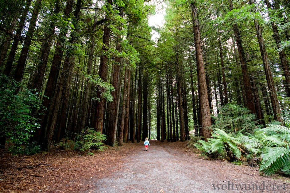 Weltwunderer Rotorua Redwoods