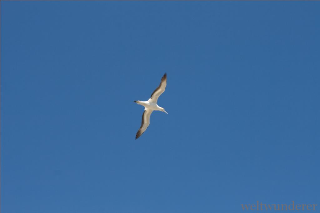 Weltwunderer Gannet Muriwai