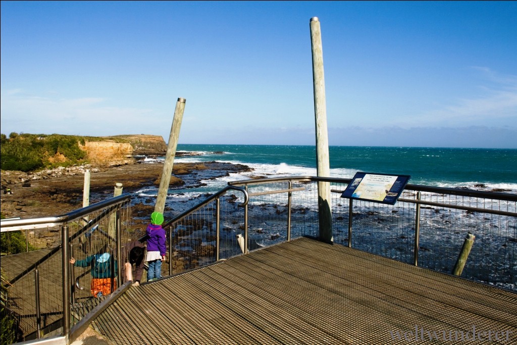 Curio Bay Petrified Forest