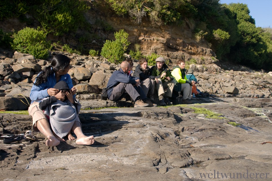 Weltwunderer Curio Bay Penguins