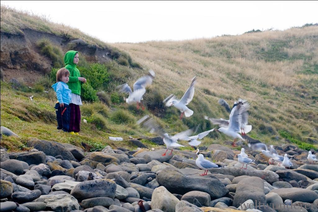 Familien Favoriten Neuseeland Südinsel Curio Bay