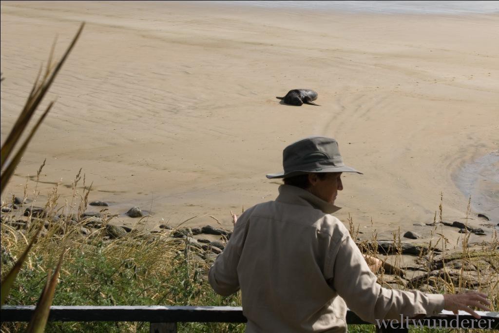 Die Rangerin erklärt uns alles über den kleinen Dicken da am Strand