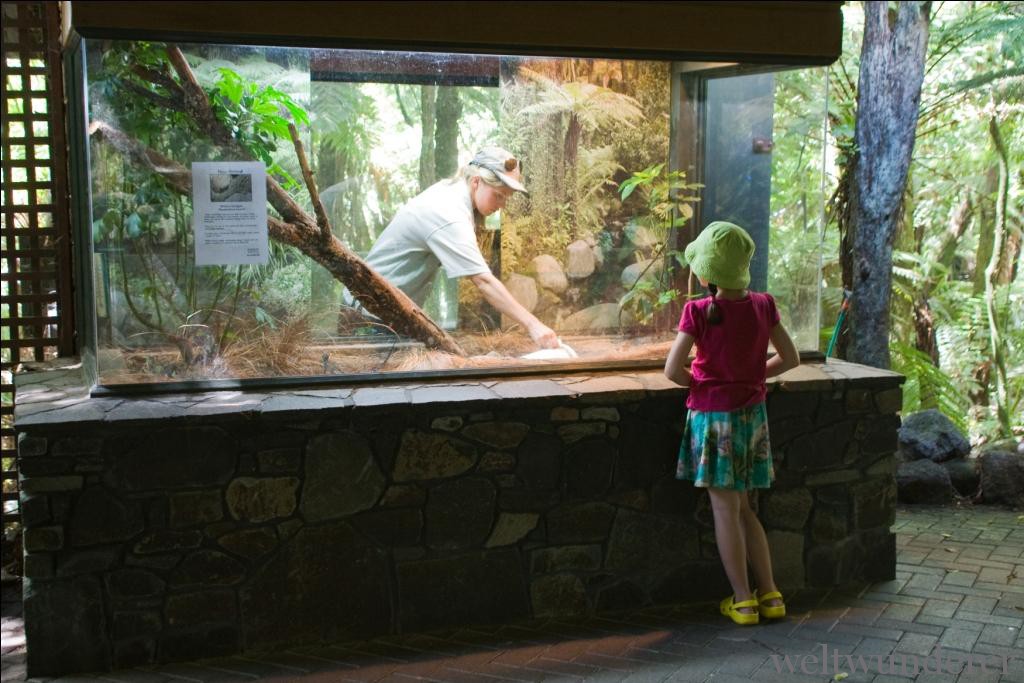 Weltwunderer Rotorua Rainbow Springs