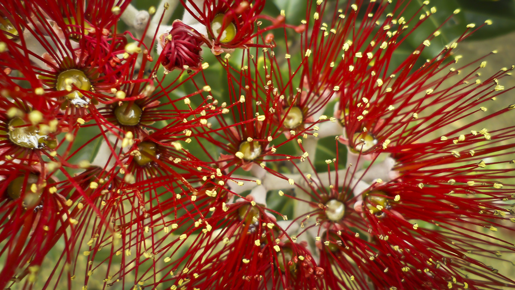 Flickr_SilverStack Pohutukawa