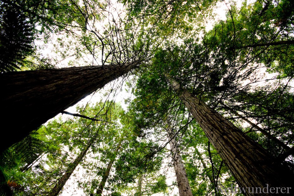 Weltwunderer Rotorua Redwoods Forest